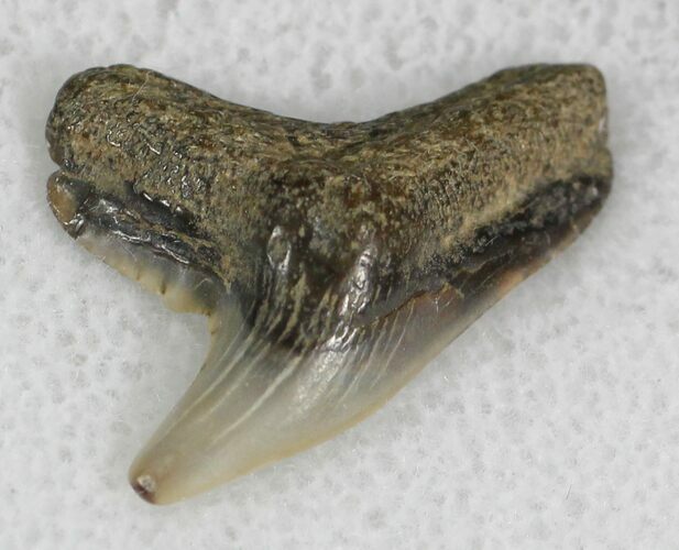 Fossil Tiger Shark Tooth - Virginia #25287